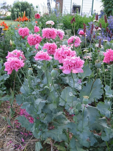 250 Organic PEONY POPPY MIX Papaver Paeoniflorum Mixed Colors Red, White, Pink, Black, Purple, Salmon, Bronze, Lilac, & Bicolor Flower Seeds